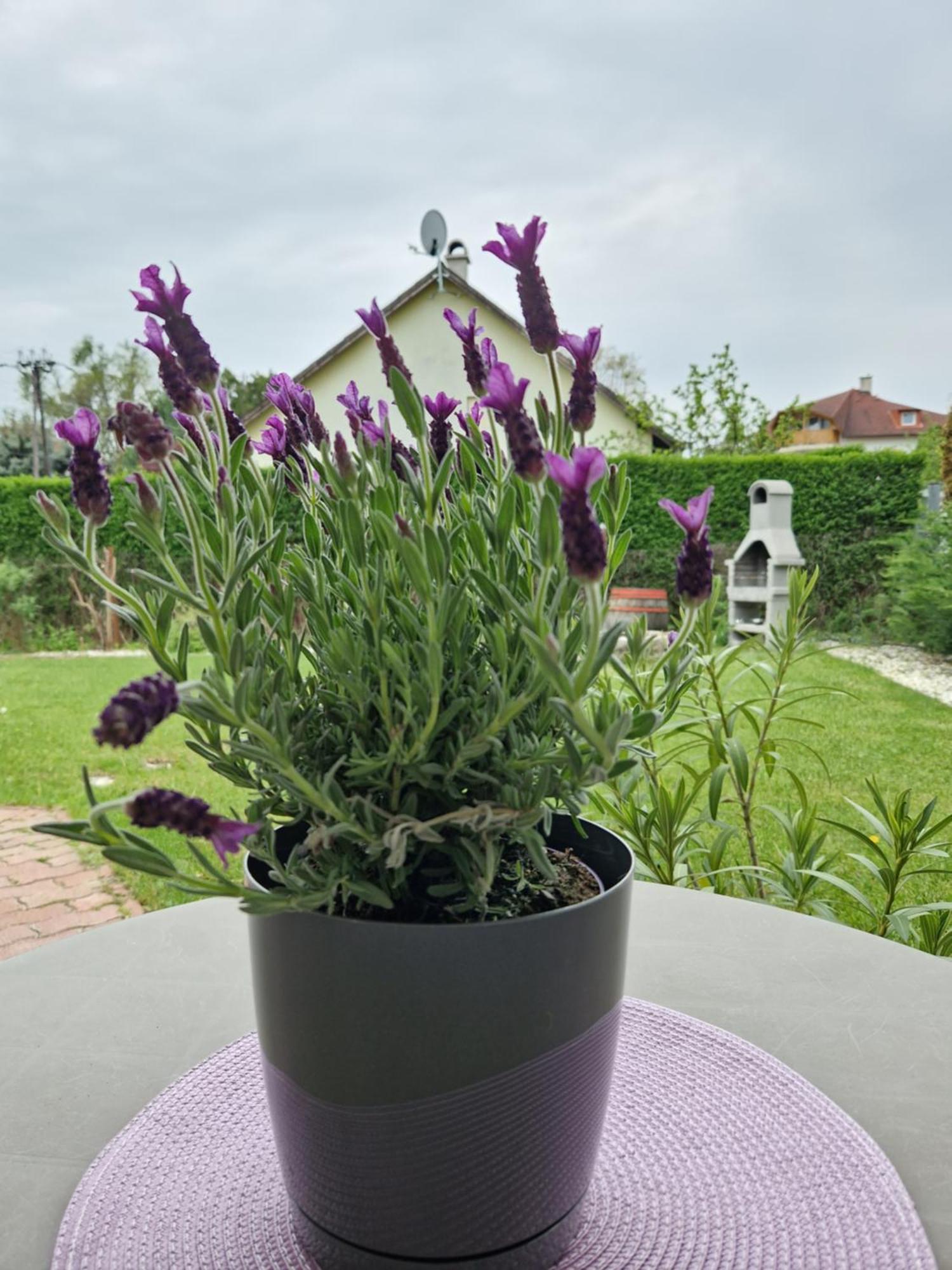 Balaton Apartman Fuered Balatonfüred Buitenkant foto